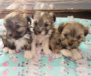 Havanese Puppy for sale in SEAFORD, VA, USA