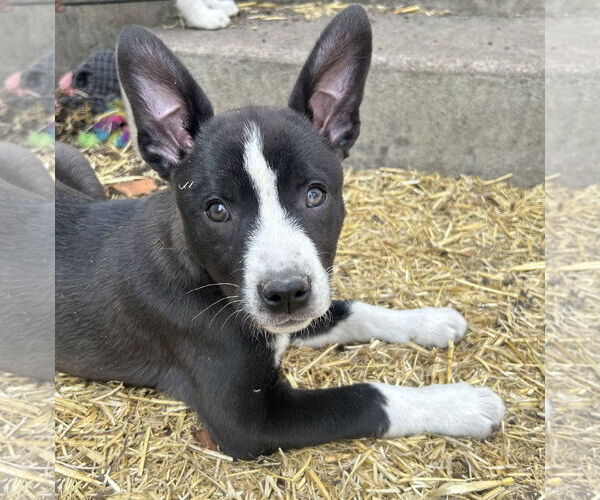 Medium Photo #1 Mutt Puppy For Sale in Laramie, WY, USA