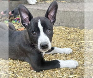 Mutt Dogs for adoption in Laramie, WY, USA