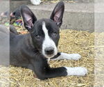 Small Mutt