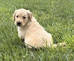 Small Golden Retriever