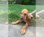 Puppy 2 Bloodhound