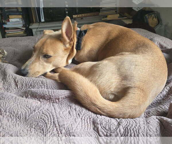 Medium Photo #7 Mutt Puppy For Sale in Candler, NC, USA