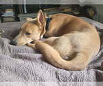 Small #6 Mutt