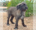 Small #4 Mutt
