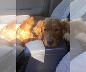 Father of the Golden Retriever puppies born on 11/29/2025