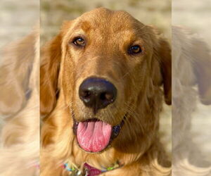 Golden Retriever Dogs for adoption in West Cornwall, CT, USA
