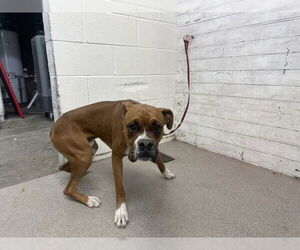 Boxer Dogs for adoption in San Bernardino, CA, USA