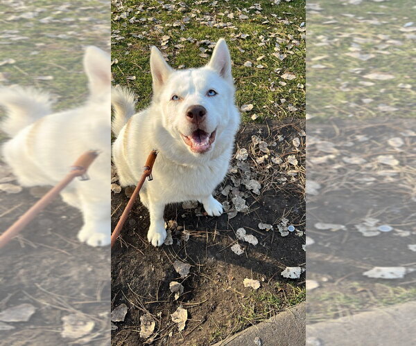 Medium Photo #3 Siberian Husky Puppy For Sale in Salt Lake City, UT, USA