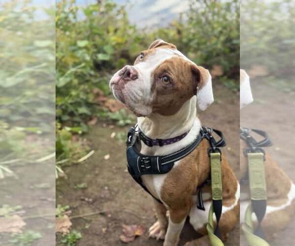 Medium Photo #5 American Pit Bull Terrier Puppy For Sale in Rockville, MD, USA