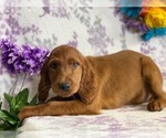Small Photo #4 Irish Setter Puppy For Sale in LANCASTER, PA, USA