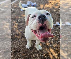 Bullypit Dogs for adoption in Denver, CO, USA