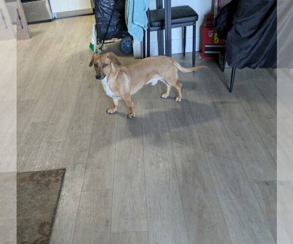 Medium Photo #6 Dachshund-Unknown Mix Puppy For Sale in Chandler, AZ, USA