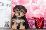 Small Photo #5 Poodle (Toy)-Yorkshire Terrier Mix Puppy For Sale in BEL AIR, MD, USA