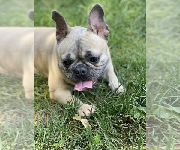 Medium Photo #3 French Bulldog Puppy For Sale in SACRAMENTO, CA, USA