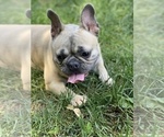 Small #2 French Bulldog