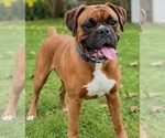 Happy *Not accepting applications * - Male Boxer Dog for Adoption - Small photo