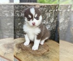 Small #25 Pomsky