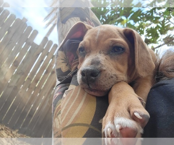 Medium Photo #8 Catahoula Bulldog Puppy For Sale in MIAMI BEACH, FL, USA