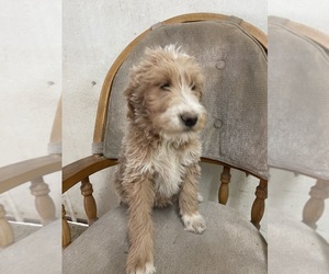 Goldendoodle (Miniature) Puppy for sale in STEWARTVILLE, MN, USA