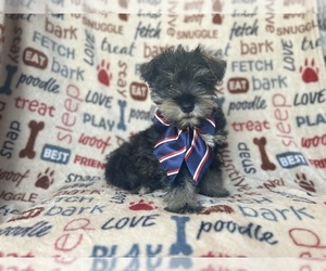 Schnauzer (Miniature) Puppy for Sale in LAKELAND, Florida USA