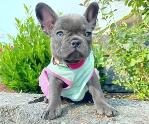 French Bulldog Puppy for sale in CARVER, OR, USA