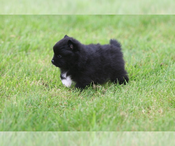 Medium Photo #9 Pomeranian Puppy For Sale in SILETZ, OR, USA