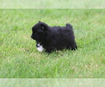 Small #8 Pomeranian