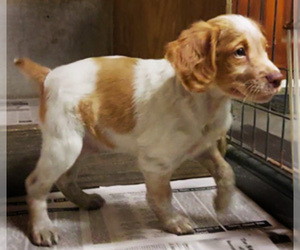 Brittany Puppy for sale in BLOSSBURG, PA, USA