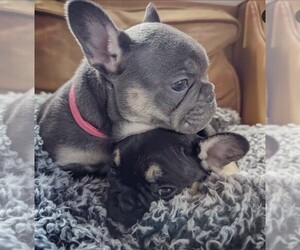 French Bulldog Puppy for sale in IPSWICH, MA, USA