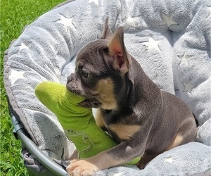 French Bulldog Puppy for sale in ATLANTA, GA, USA