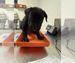 *MR. BEAN - Male Mutt Dog for Adoption - Small photo