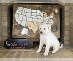 Small #1 German Shepherd Dog