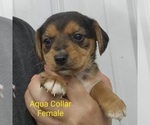 Puppy 5 Beagle-Yorkshire Terrier Mix