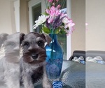Puppy Boy Schnauzer (Miniature)