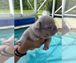 French Bulldog Puppy for sale in CORAL SPRINGS, FL, USA