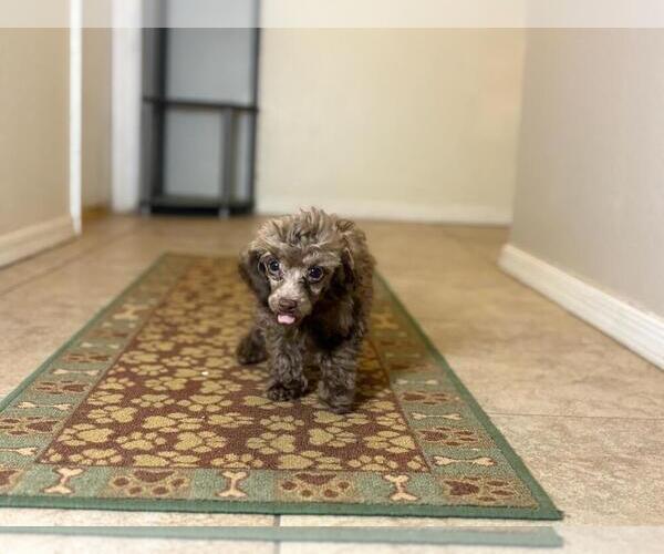 Medium Photo #4 Poodle (Toy) Puppy For Sale in TUCSON, AZ, USA