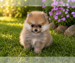 Small Photo #2 Pomeranian Puppy For Sale in CLARE, MI, USA
