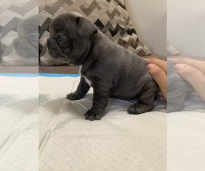 French Bulldog Puppy for sale in BEAUMONT, CA, USA