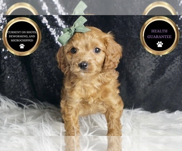 Medium Photo #49 Cavapoo Puppy For Sale in WARSAW, IN, USA