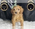Small Photo #49 Cavapoo Puppy For Sale in WARSAW, IN, USA