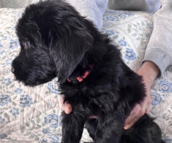 Medium Photo #42 Schnoodle (Giant) Puppy For Sale in ANDERSON, CA, USA