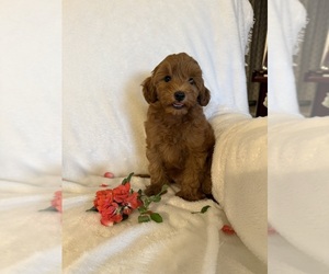 Yorkipoo Puppy for sale in MOCKSVILLE, NC, USA