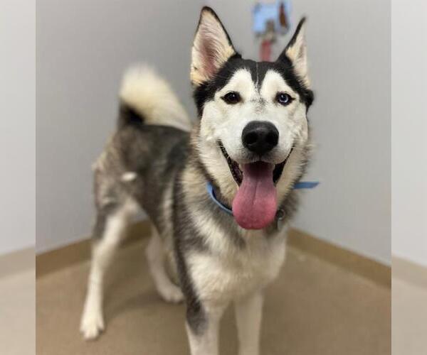 Medium Photo #1 Siberian Husky Puppy For Sale in Aurora, CO, USA