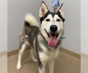 Siberian Husky Dogs for adoption in Aurora, CO, USA