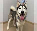 Small Siberian Husky