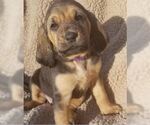 Small Photo #3 Bloodhound Puppy For Sale in TOCCOA, GA, USA