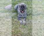 Small #11 Schnauzer (Giant)