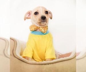 Chipin Dogs for adoption in phoenix, AZ, USA
