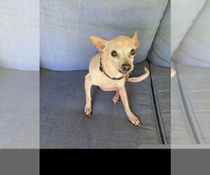 Chihuahua-Unknown Mix Dogs for adoption in Denton, TX, USA